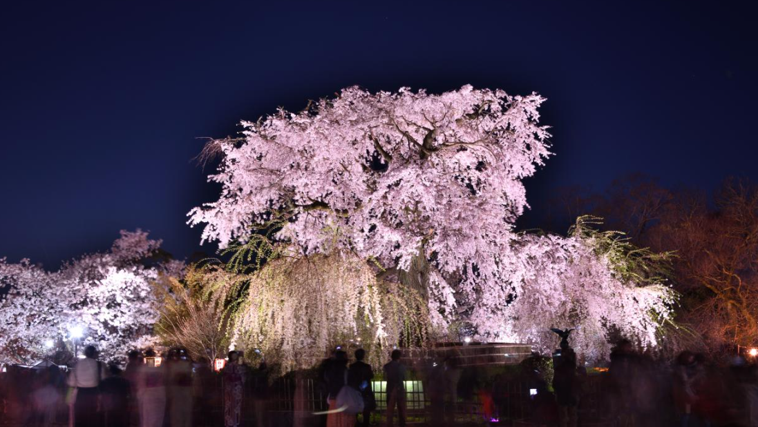 교토 마루야마 공원 벚꽃 야경 사진