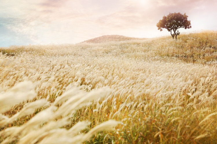 황매산 억새축제