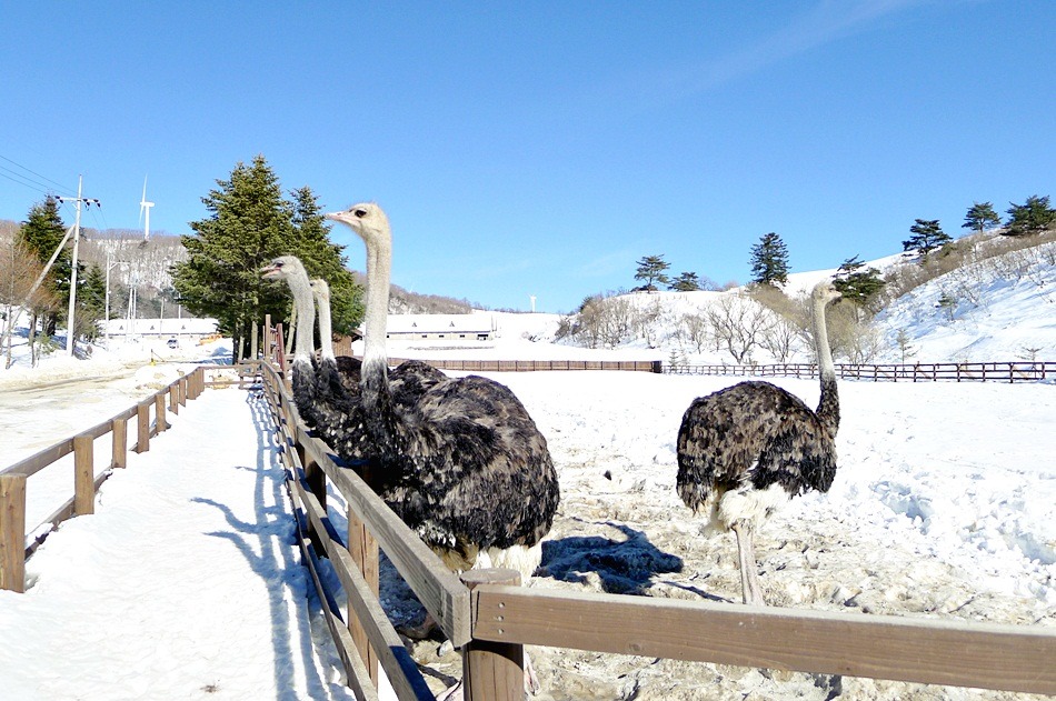 대관령 삼양목장