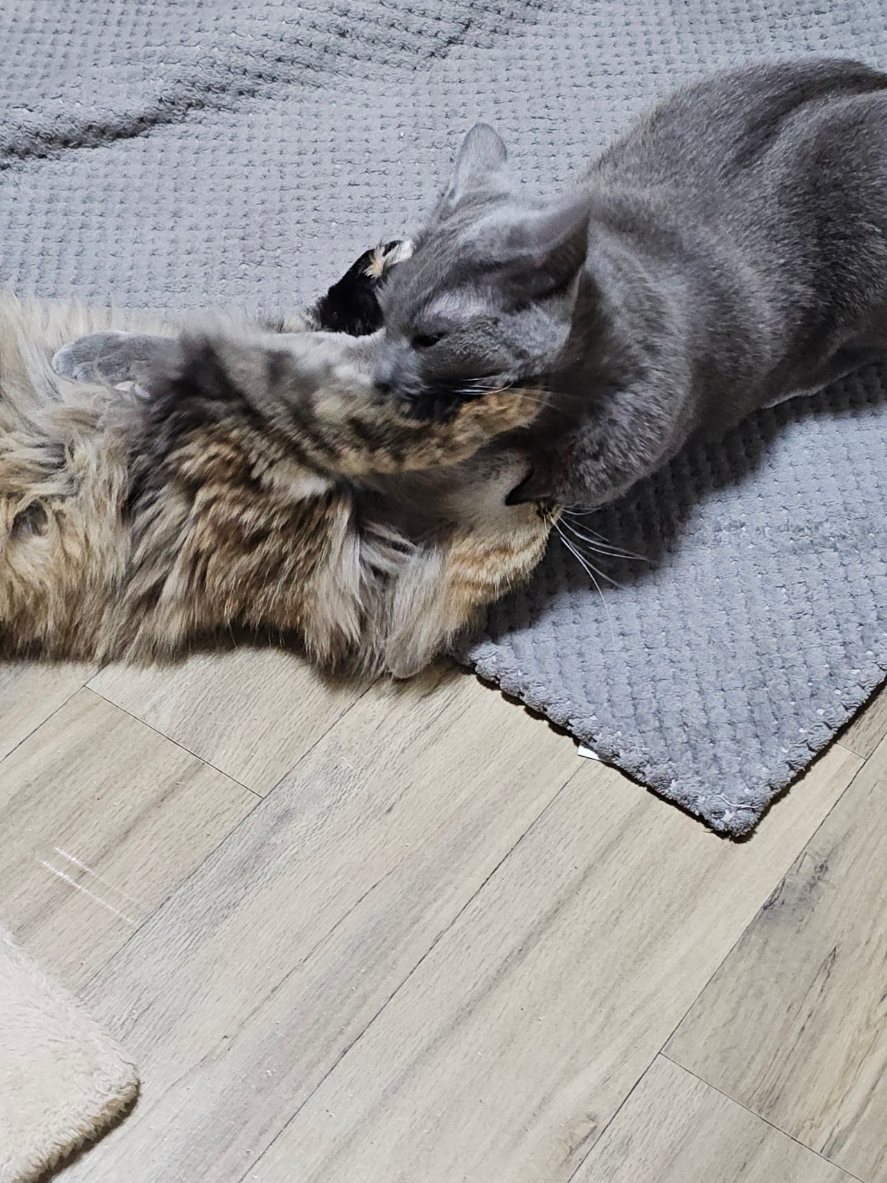고양이 전신 고혈압