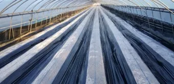 감자 재배 달력 파종 북주기 역병 관리 수확 및 저장_4