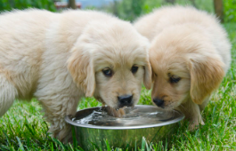 개에게 물 이외의 음료를 줘도 괜찮을까?