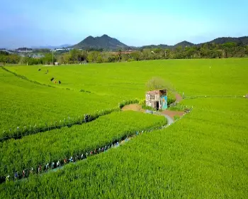 고창 청보리밭 축제_14