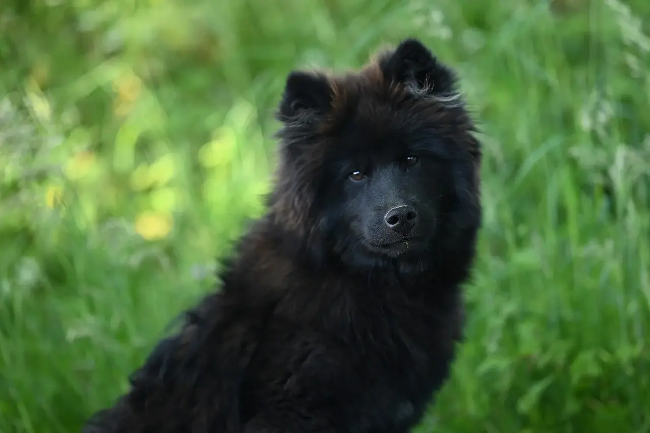 반려동물 등록제 변경된점