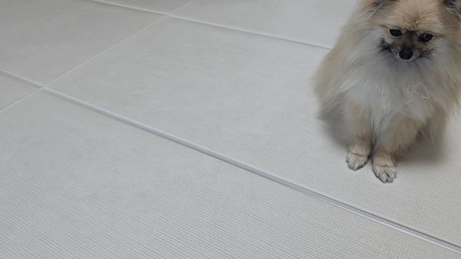 공을 따라가는 강아지