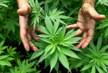 이찬오 마약 김새롬