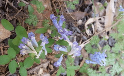 아홉산 대나무 숲