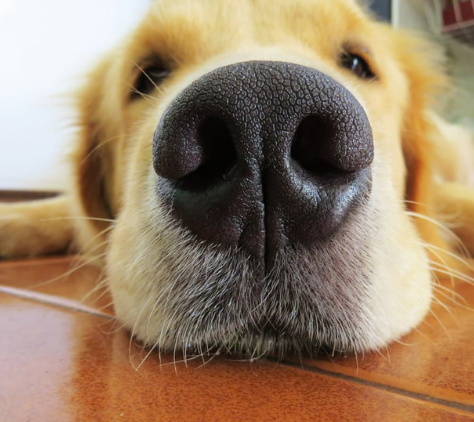 강아지 사람 좋아하는 이유&amp;#44; 유전자 변형 때문이라고?!