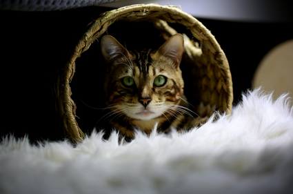 반려묘가 좋아하는 공간 만들기의 중요성