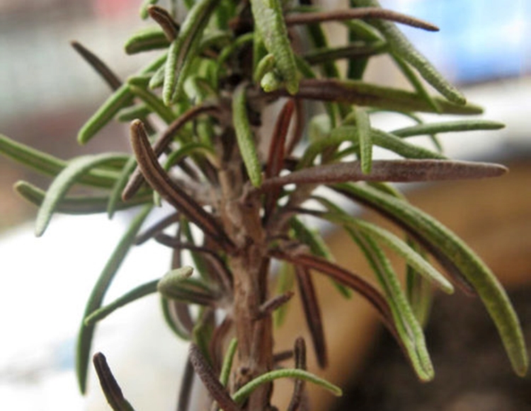 로즈마리 잎마름병