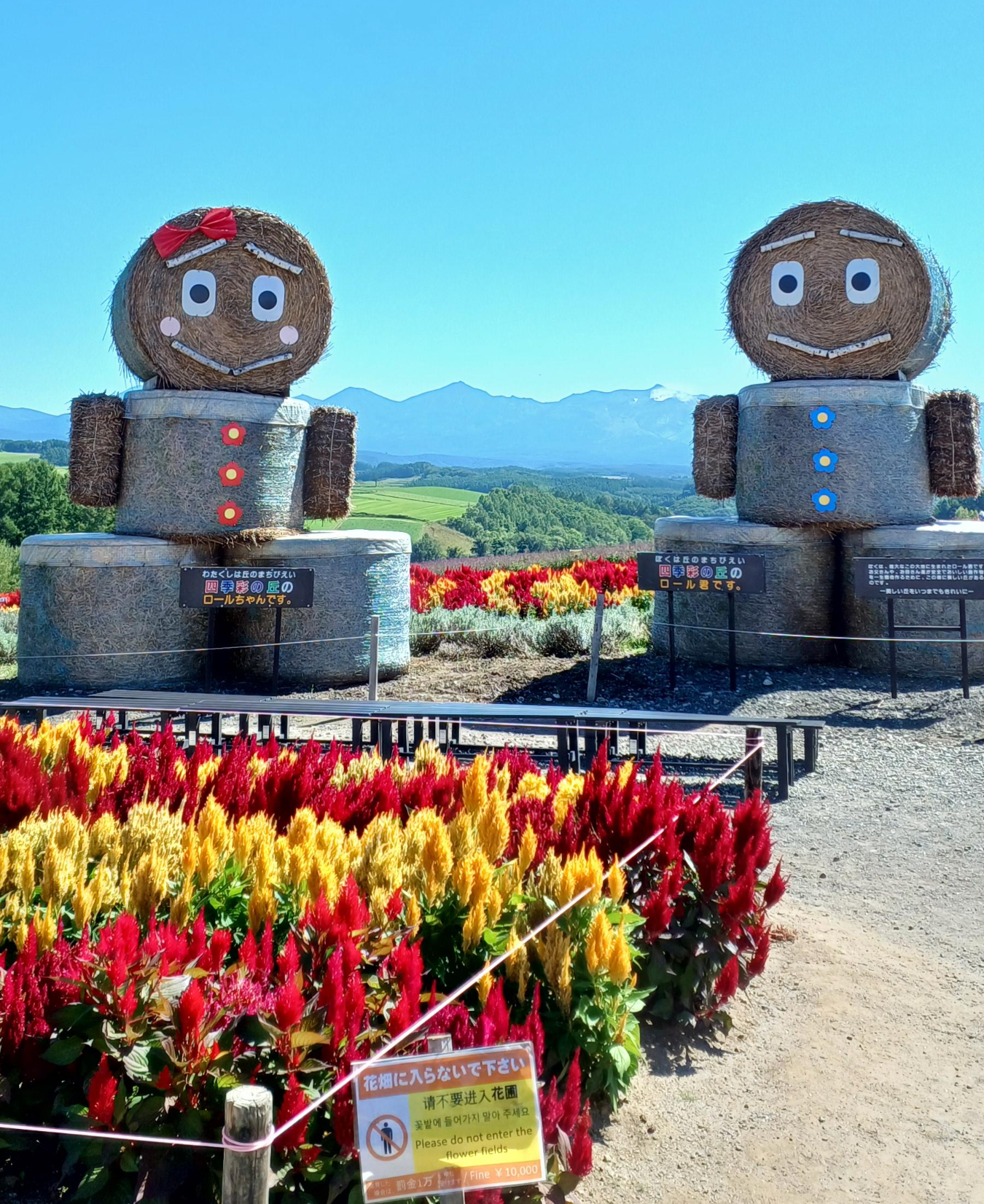 삿포로-비에이-투어-청의호수-사계채의언덕