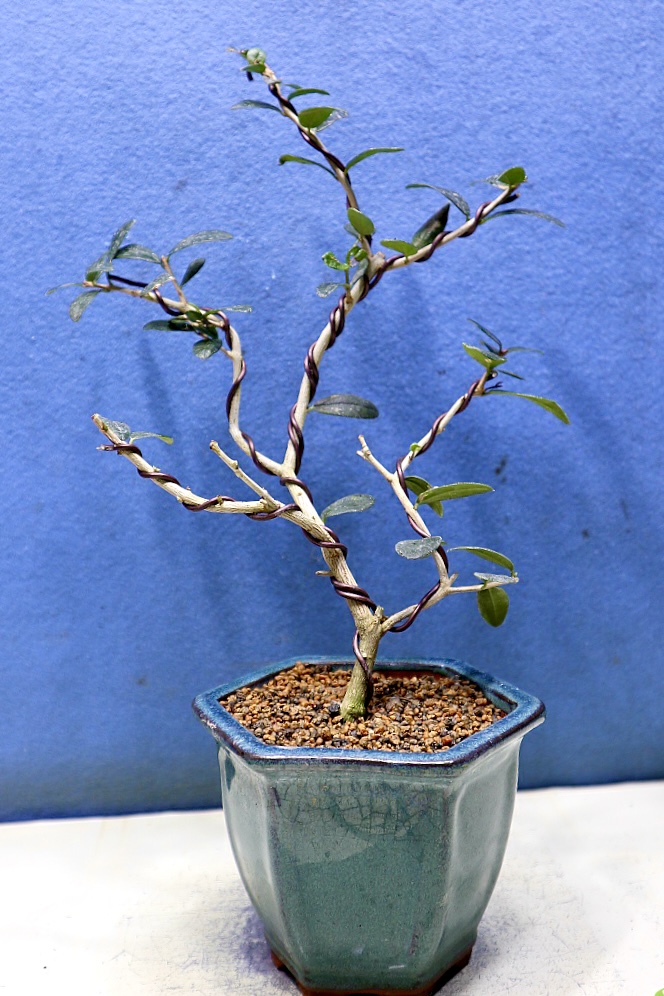 토스카 올리브나무