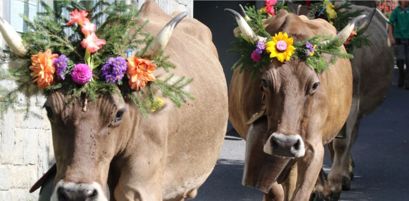 Tsch&auml;ppl 화려한 꽃관