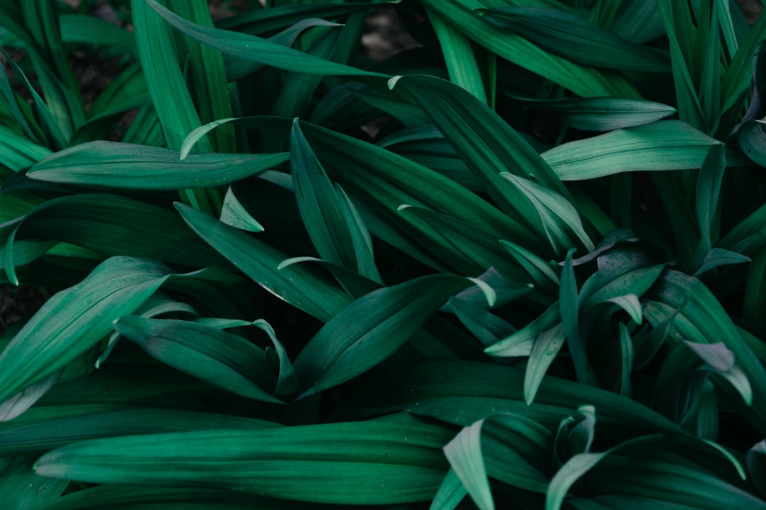 Greenery.