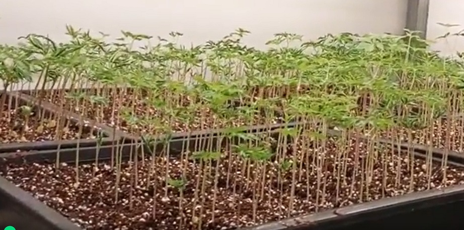 함결새싹삼농장-강원도-스마트팜