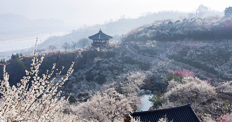 구례 산수유축제