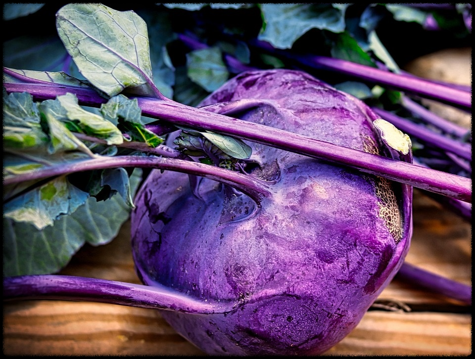 콜라비관련이미지19