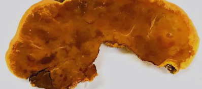 항암 효능, 면역력 강화, 섭취법까지! 상황버섯 총 정리 (2025 최신)