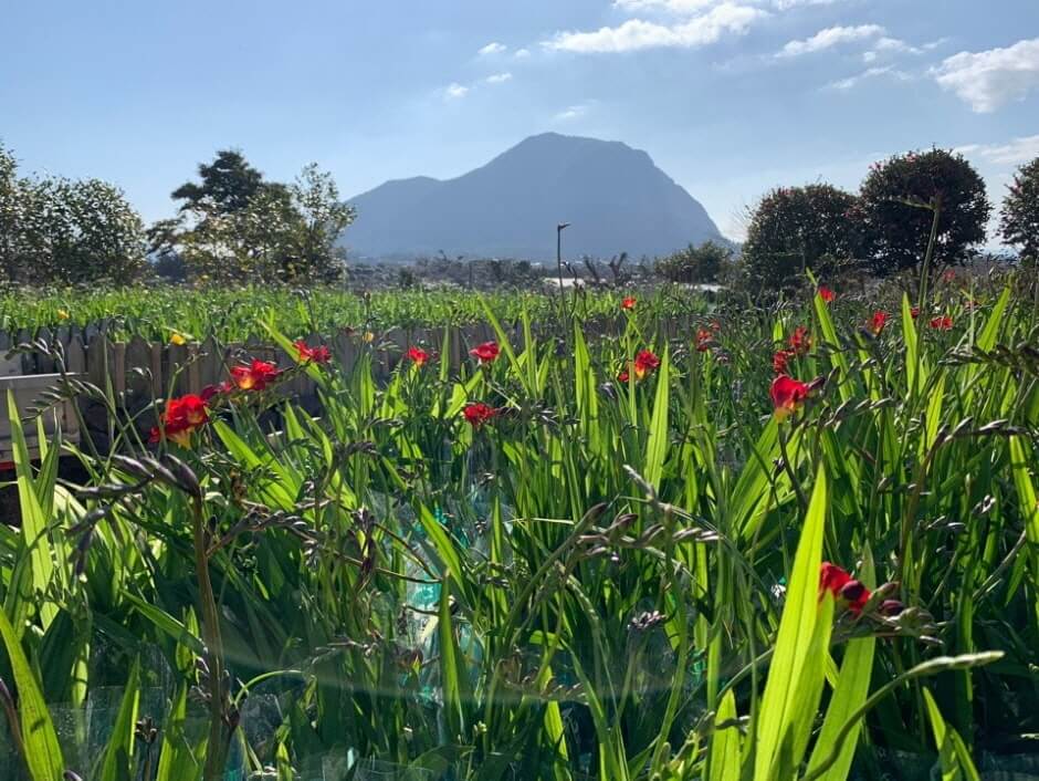 제주도 4월 축제 일정