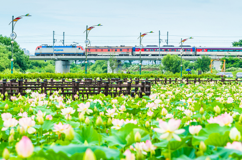 조치원 벚꽃축제 : 축제는 끝났지만 하이라이트는 지금부터!!