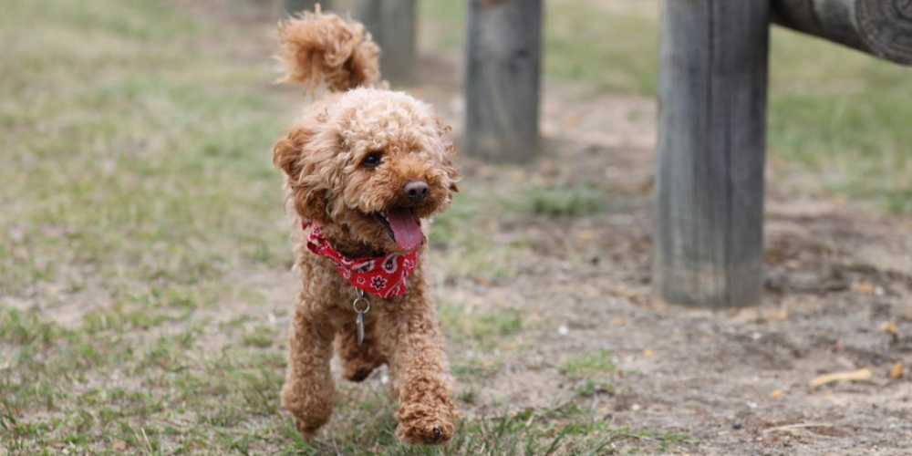 토이푸들 잘 키우는 방법 22