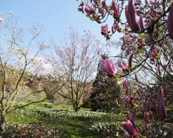 천리포수목원 목련 축제_32