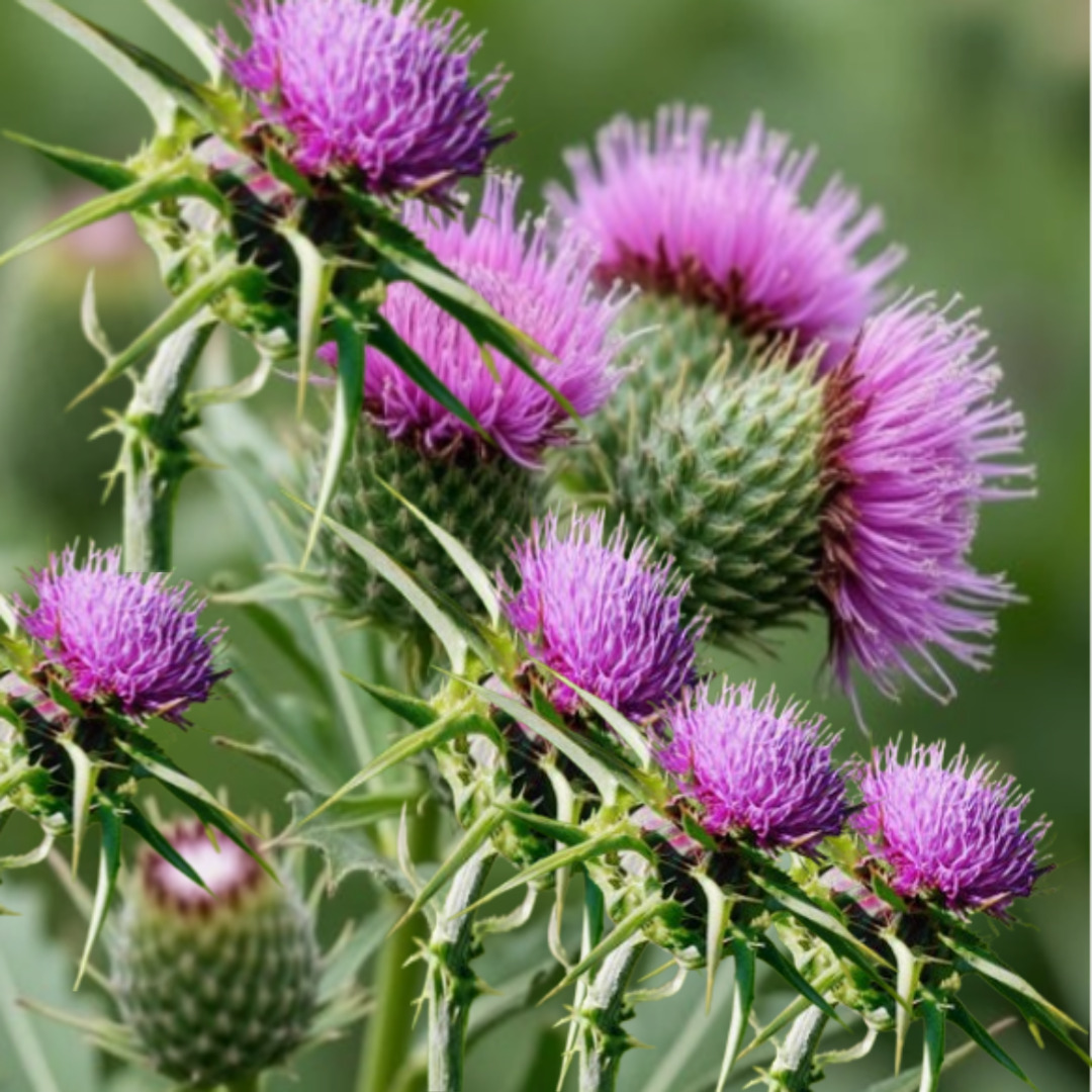 간 건강 관리법 밀크씨슬 효능과 부작용