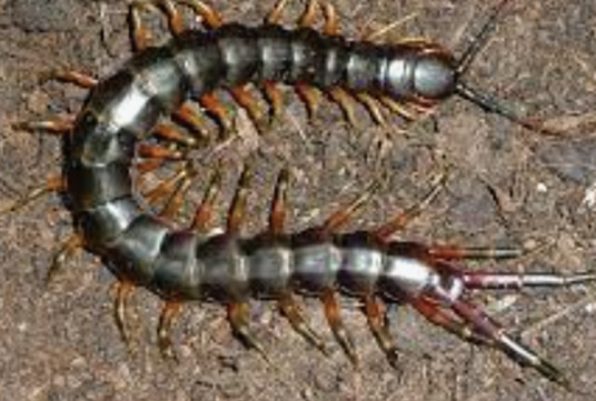 지네에 물렸을 때 대처법