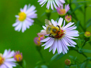 꽃가루도 비염 원인