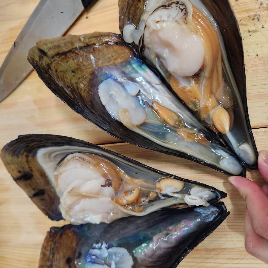 활조개 밀조개 칼조개 키조개해장국 캠핑조개 새조개살 노랑조개 키조개 가격 명지조개 익산 대천키조개삼합 보령 키조개삼합 키조개구이 모듬조개 키조개내장 오천항 키조개 광주키조개해장국 비단조개 보령 키조개칼국수