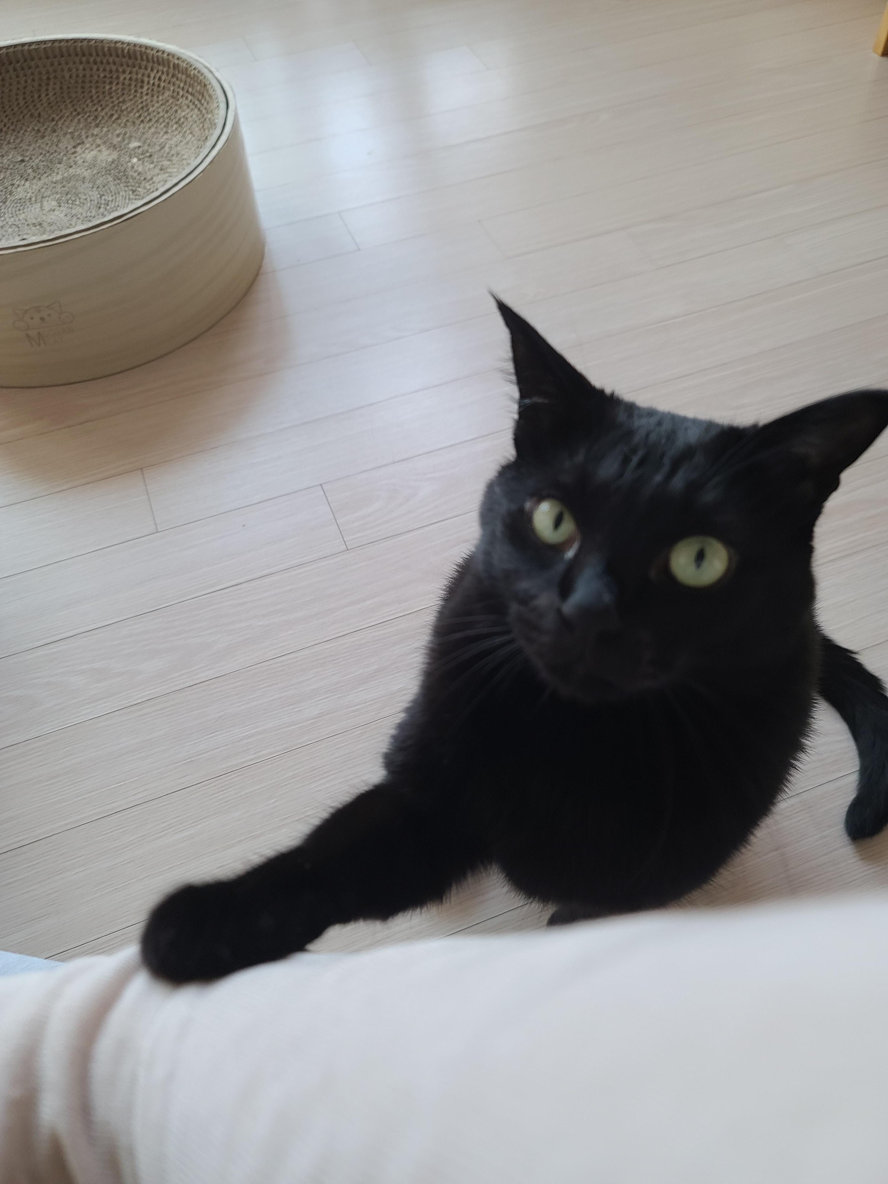 엄마껌딱지 고양이를 무시했더니..