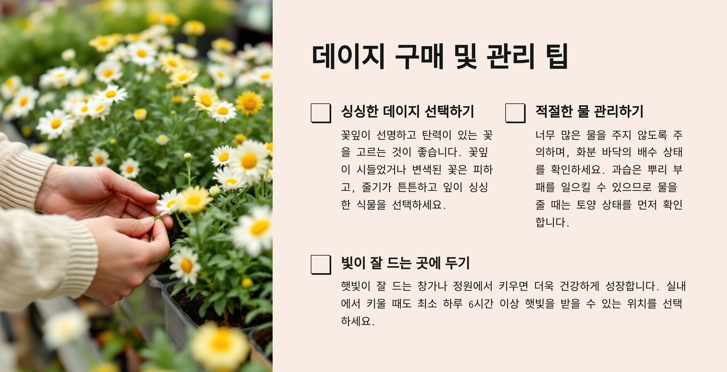 데이지 꽃