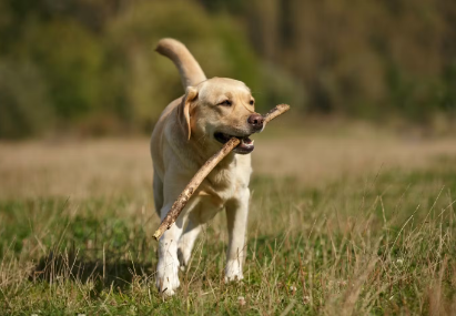 나무 막대기를 물고 있는 래브라도 리트리버.