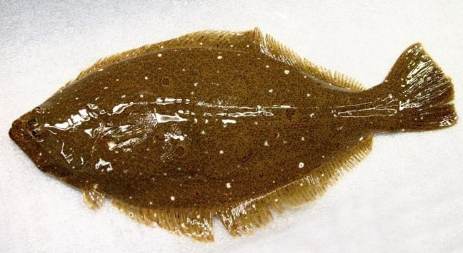 광어효능 도미효능 서천 자연산 광어 도미 축제