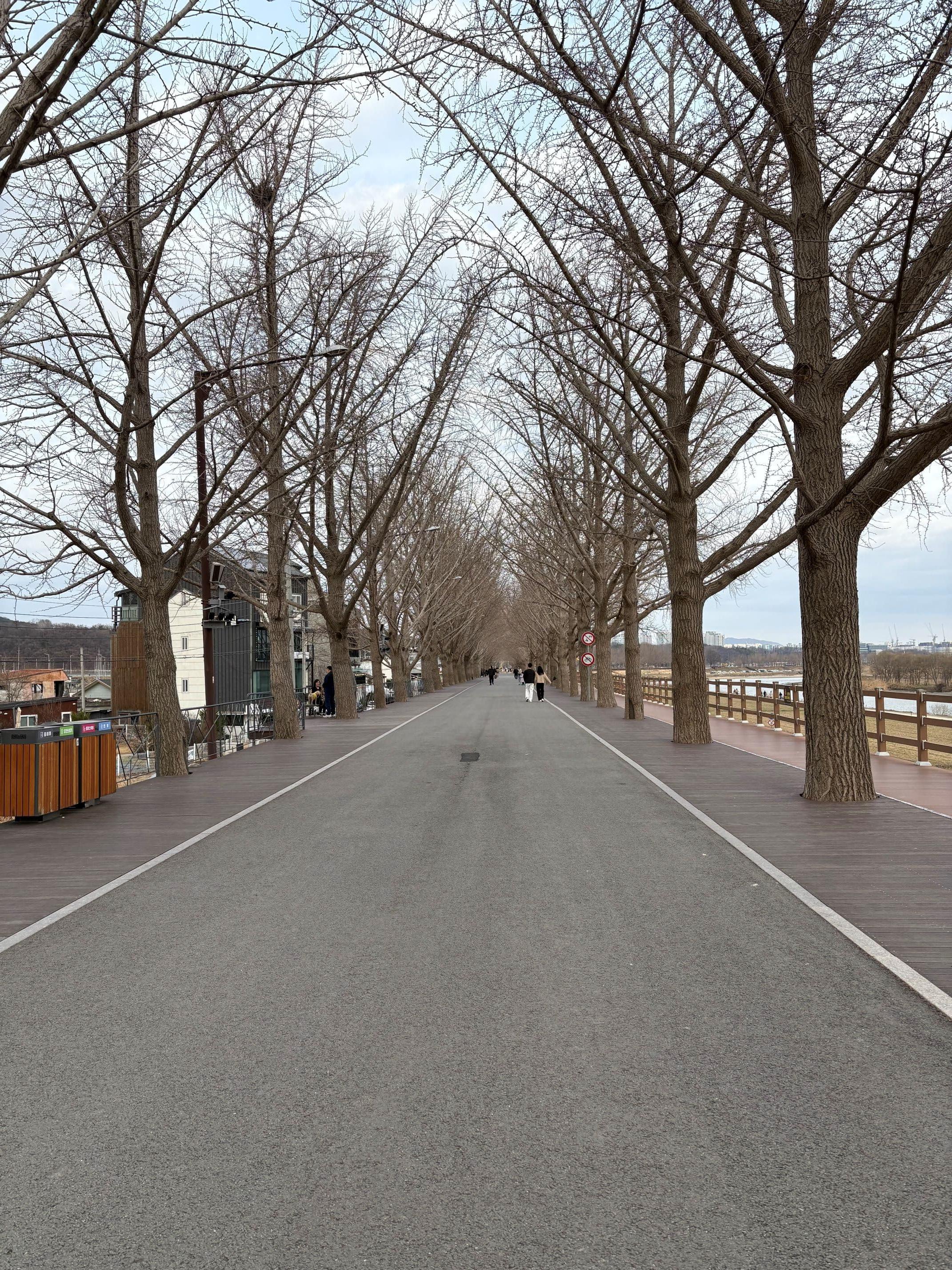 충남 아산시 은행나무길 주말 산책