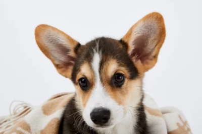 웰시코기 이미지