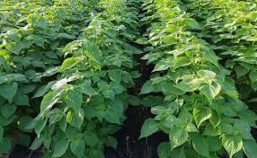 들깨 파종 시기, 이대로만 하면 풍성한 수확!