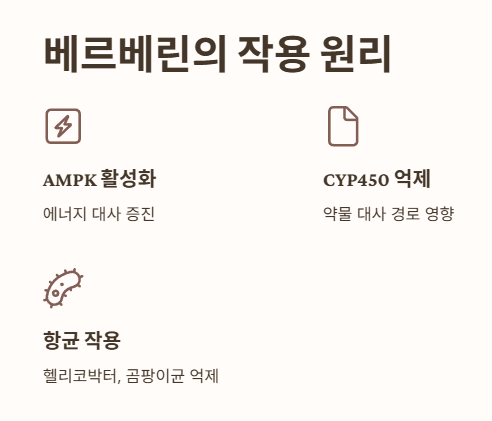 베르베린 성분