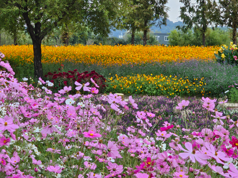 순천만 국가정원 가든스테이 근처 코스모스밭