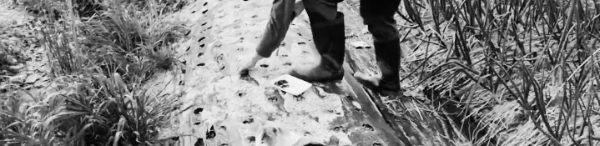 아스파라거스 씨앗 파종 시기: 4월 하순 ~ 5월 중순