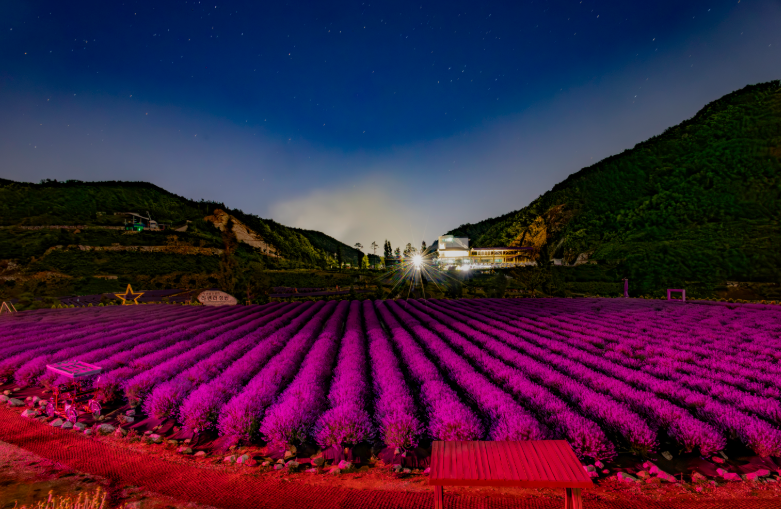 무릉별유천지 라벤더축제