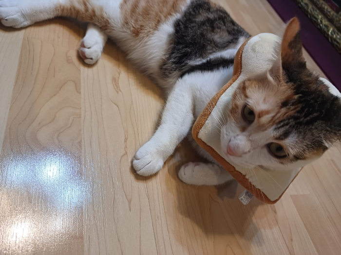 식빵 목도리 한 막내