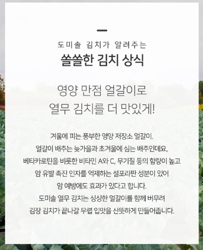 극한직업-여름김치-파주-도미솔김치