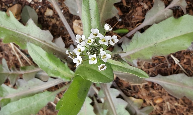 냉이 효능 및 부작용