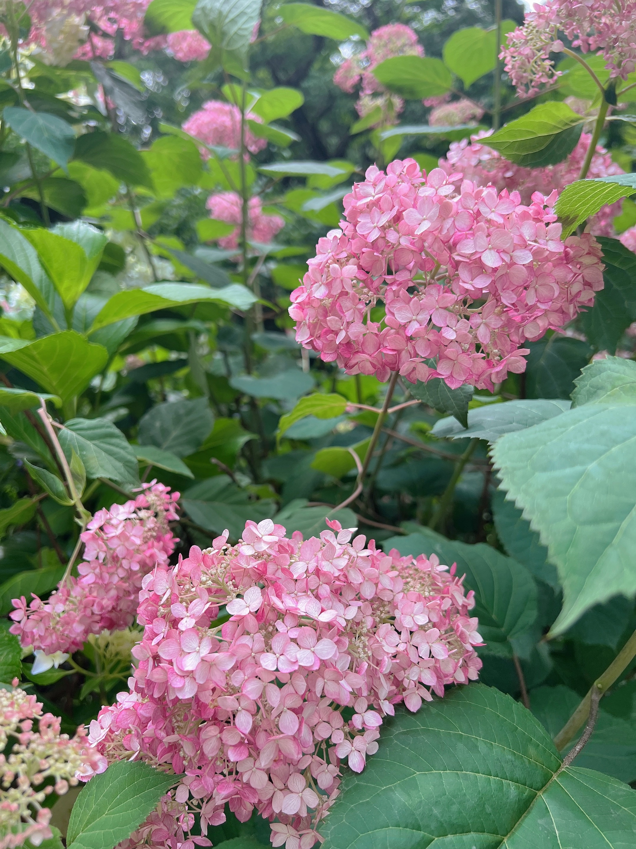 어실정원 수국카페 , 분홍수국, 개화상황, 실시간 개화상황