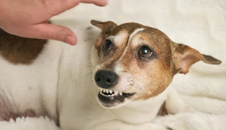 Angry Dog/출처:어도비스톡