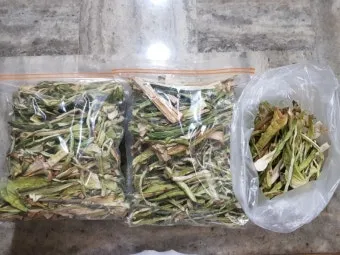 토란대 손질방법 말리는 방법을 정리_3