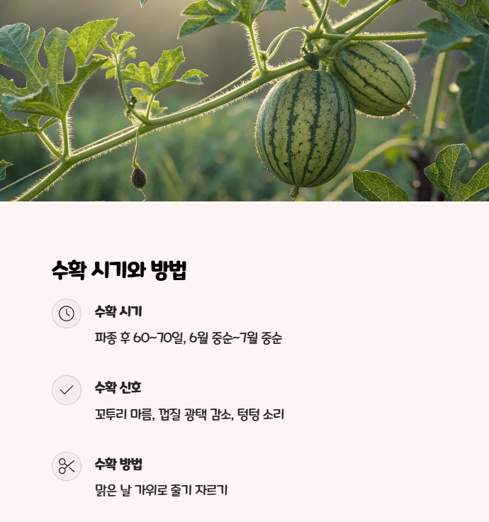 애플수박 재배법