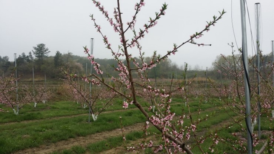 야생에서 잘 자라고 있는 복숭아나무 밭에서 복숭아나무의 꽃과 가지를 확대를 하여 찍은 사진