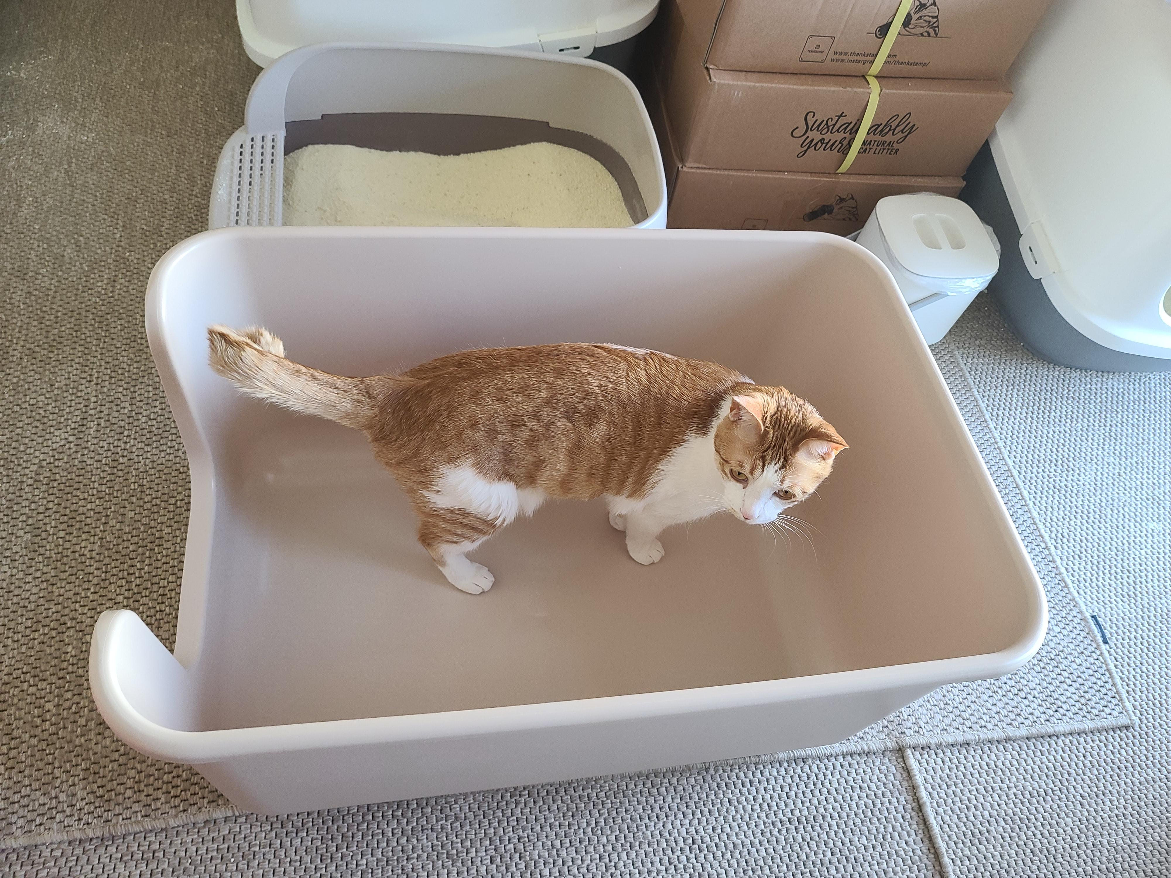 고양이 모래와 화장실의 중요성. 고양이 화장실 변천사